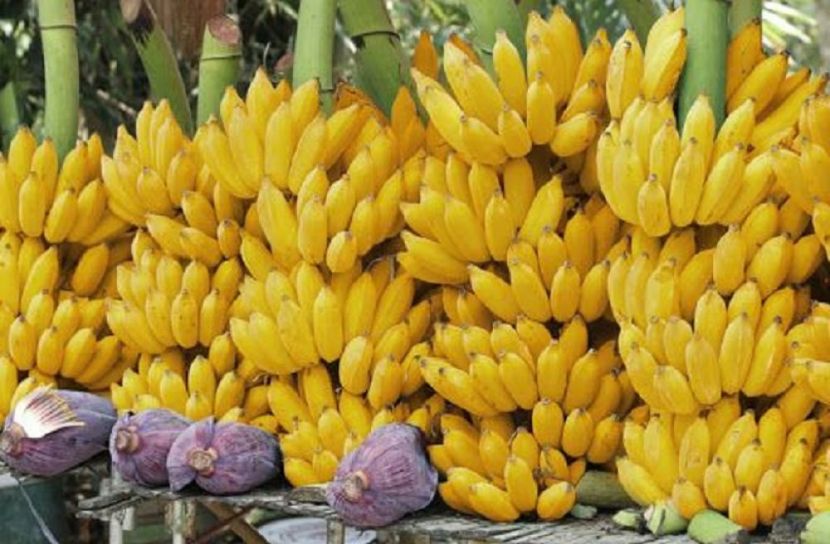 কলার পুষ্টিকথা 