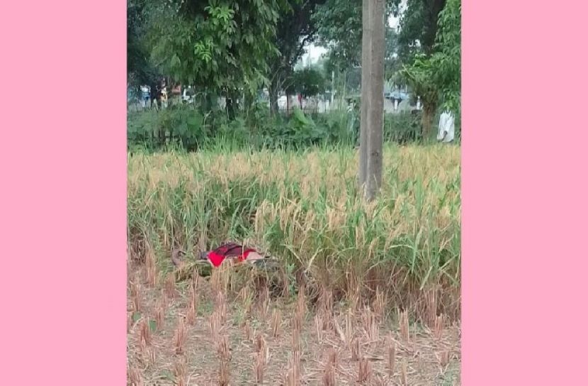 ধানক্ষেত থেকে যুবকের লাশ উদ্ধার