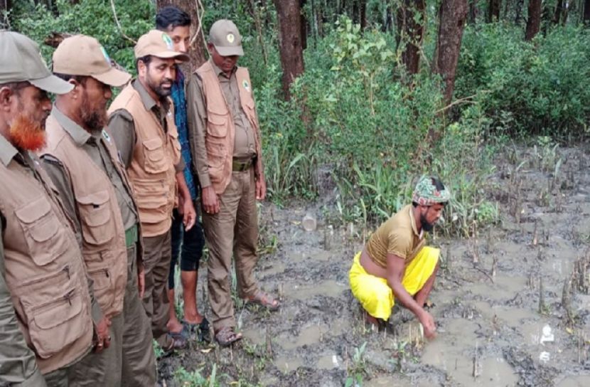 ২৭টি বিষধর সাপ অবমুক্ত করেছে বন বিভাগ