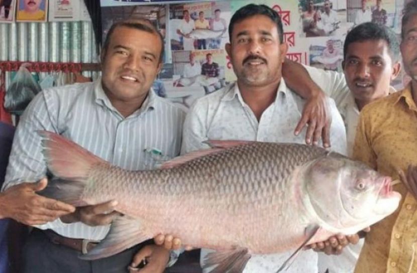 ১৬ কেজির কাতল