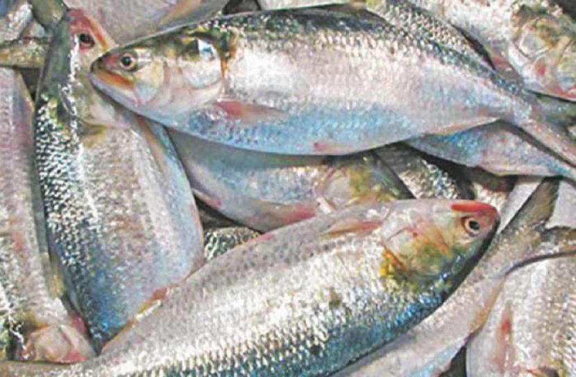 ভারতে ইলিশ রফতানির সময় বাড়লো