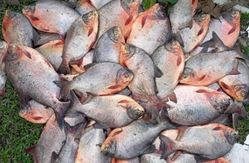 ছবি সংগৃহীত