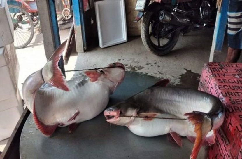 ছবি সংগৃহীত