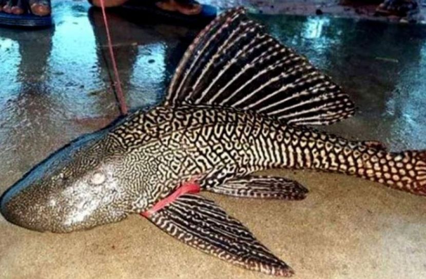 ছবি সংগৃহীত