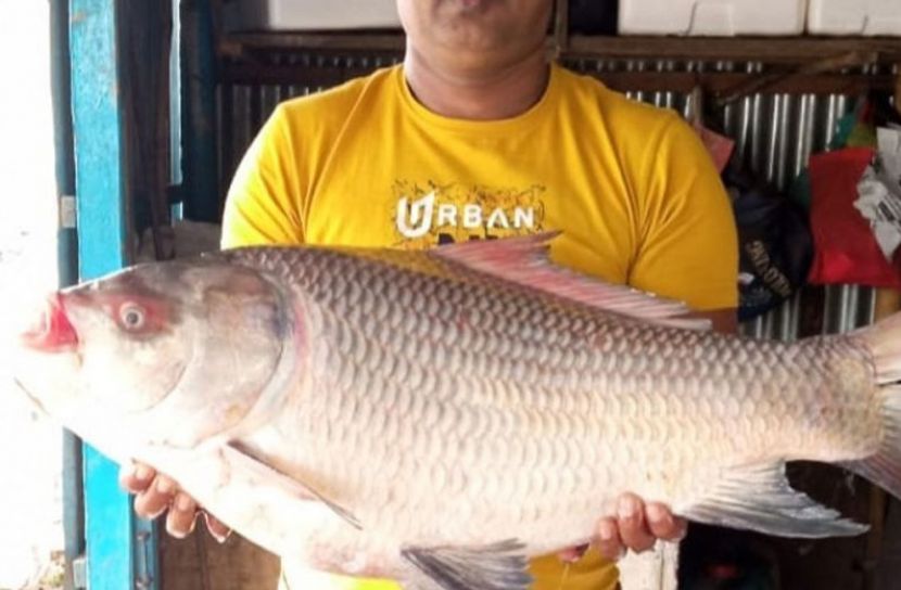 কাতল