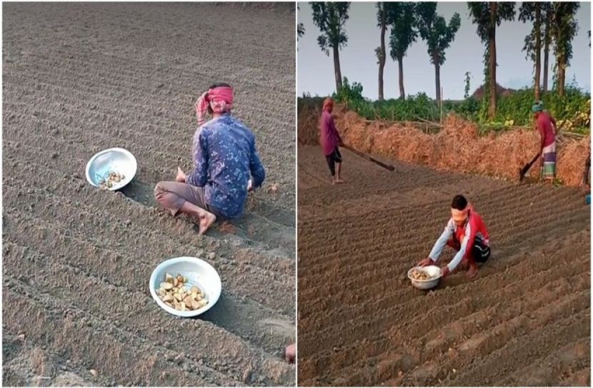 মুন্সীগঞ্জে আলু আবাদ শুরু, লক্ষমাত্রা ৩৭ হাজার হেক্টর জমি
