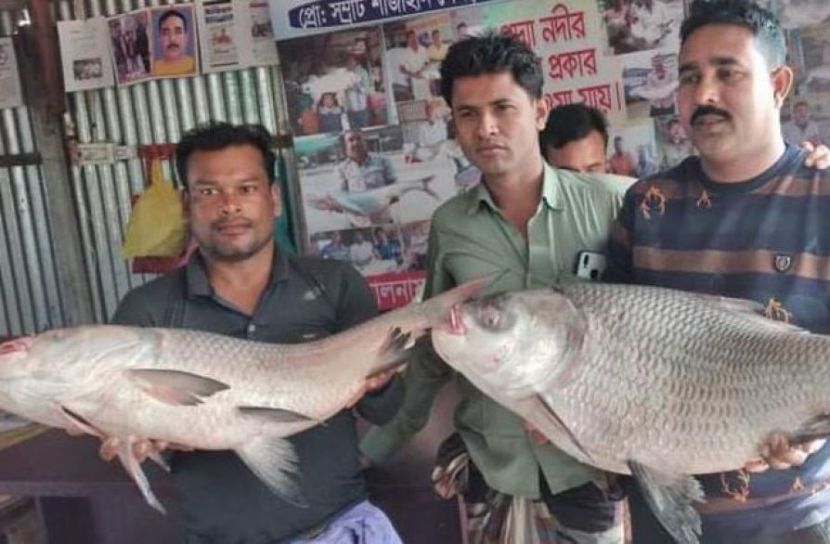 ছবি সংগৃহীত