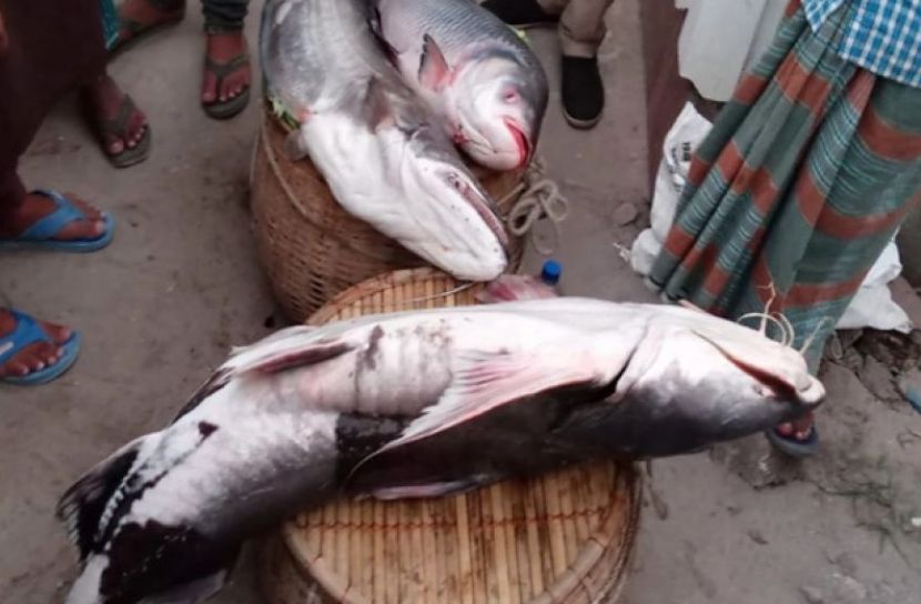 ছবি সংগৃহীত