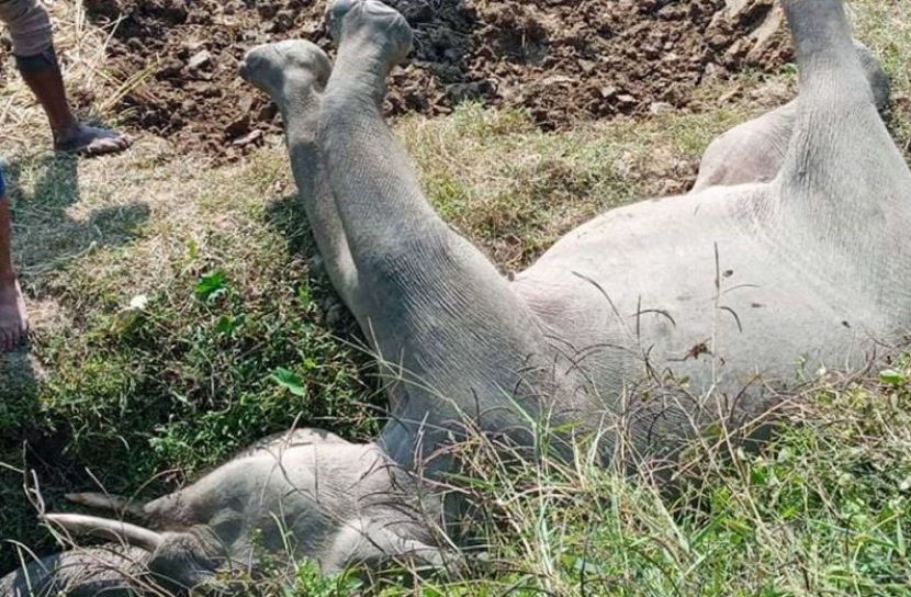 ড্রেনে পড়ে আছে হাতির মরদেহ