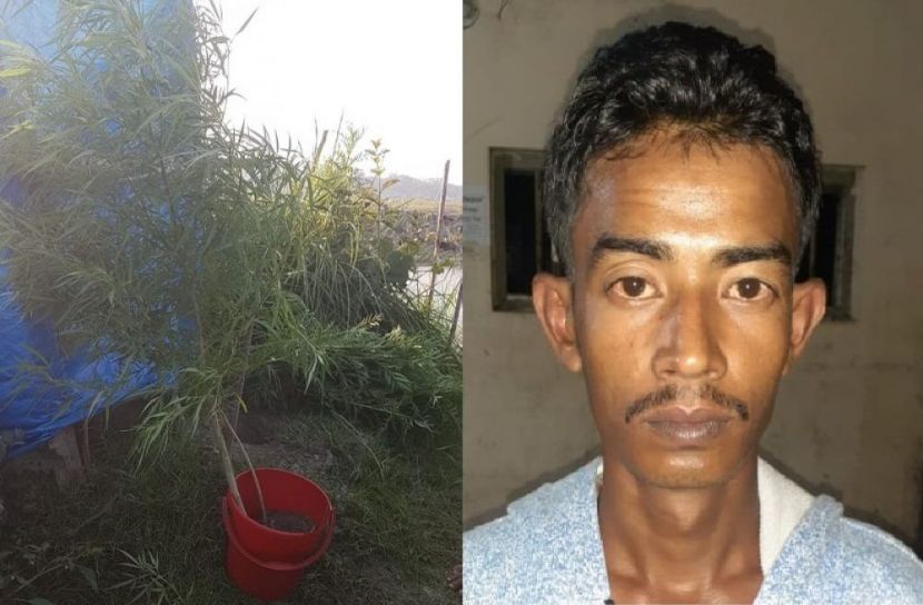 বাড়ির আঙ্গিনায় গাঁজা চাষ করে ধরা খেল যুবক