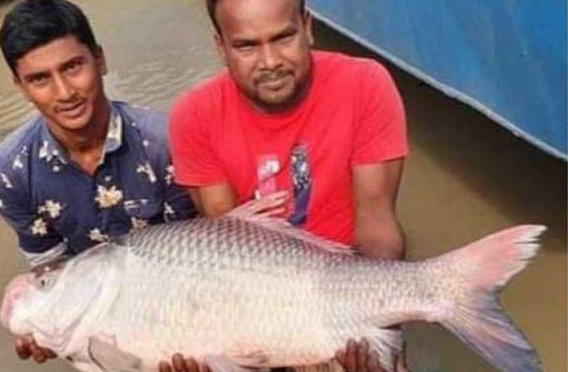 ১৫ কেজির কাতল