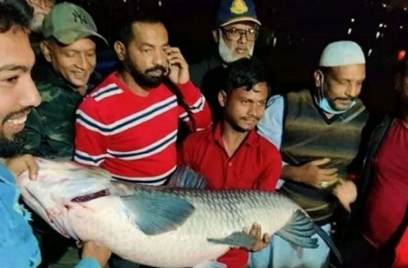 কুমিল্লার এমপিকে ৪০ কেজি ওজনের মাছ উপহার