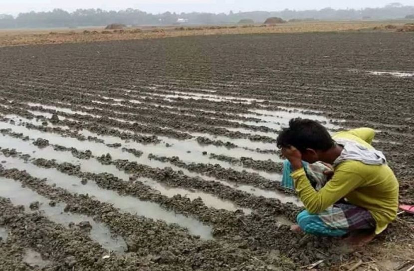 মুন্সীগঞ্জে ১৭ হাজার হেক্টর জমির আলু বীজ পচে যাওয়ার আশঙ্কা