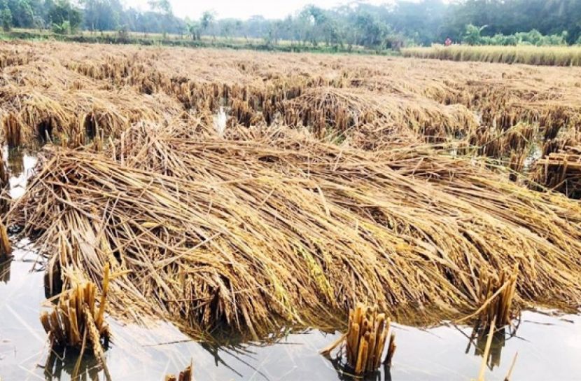 ছবি সংগৃহীত