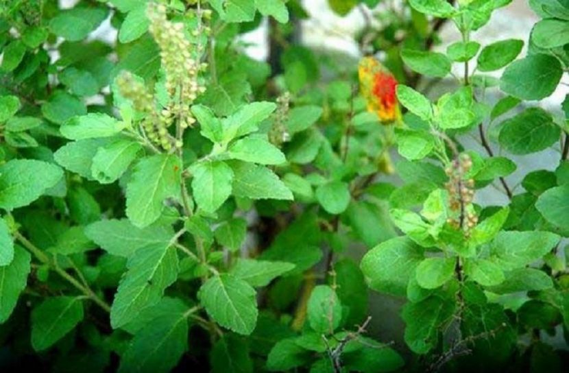 তুলসি পাতার গুনাগুন