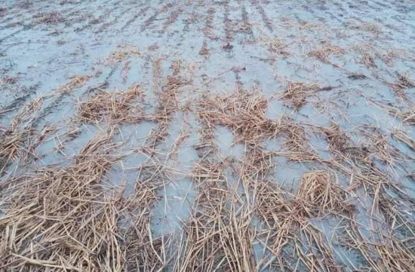 বৃষ্টিতে আলুর ১৫৫ কোটি টাকা ক্ষতি
