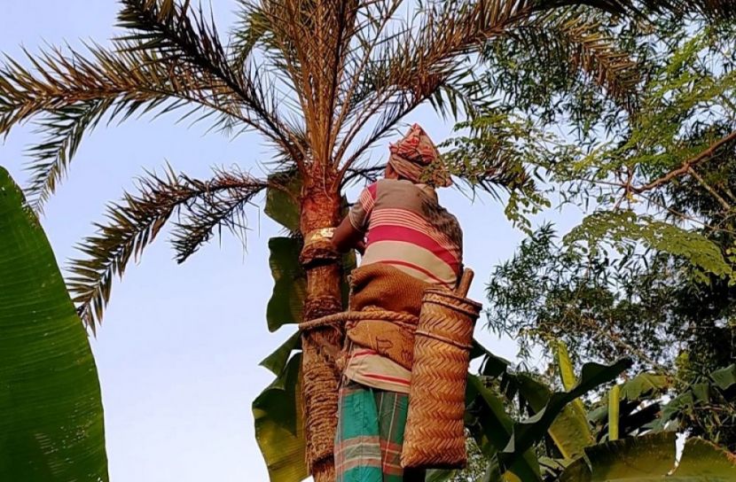 মাদারীপুরে দশ বছরে বিলীন ৩৭ হাজার খেজুর গাছ