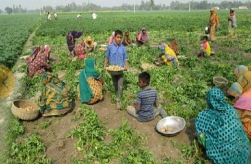 ঠাকুরগাঁওয়ে আগাম আলুতে চাষে লোকসানে মুখে কৃষক