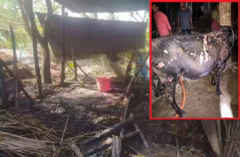 মুন্সীগঞ্জে ফানুসের আগুনে পুড়ে গেছে খামারির স্বপ্ন