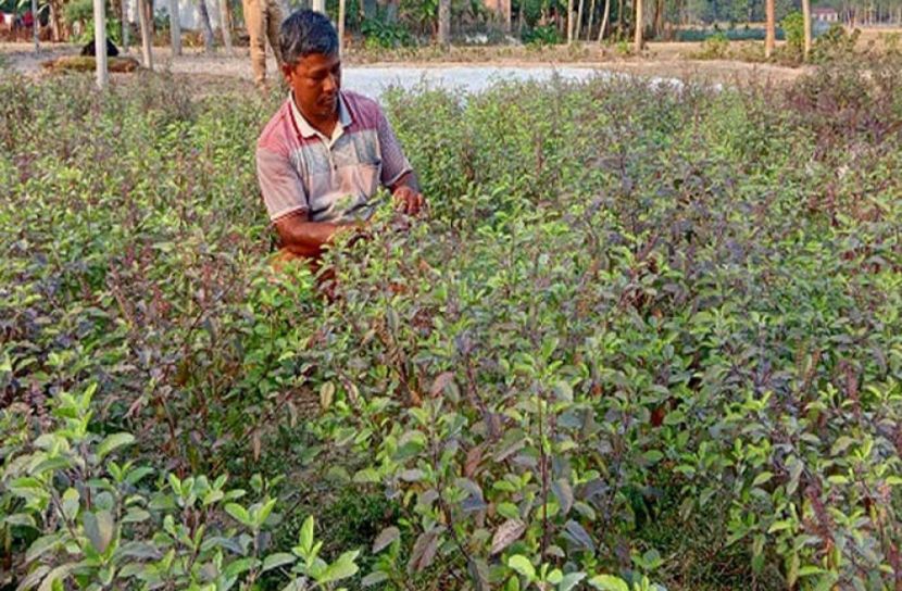 রংপুরে ওষুধি গাছে স্বাবলম্বী কৃষক