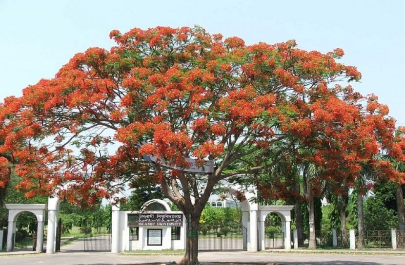 ইবিতে নতুন দুই বিভাগের অনুমোদন 