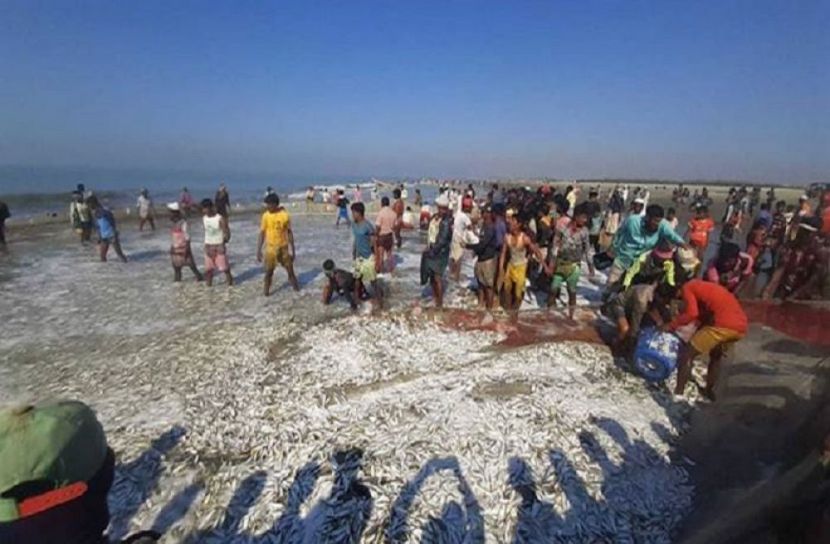 টেকনাফে এক জালেই ৬ লাখ টাকার মাছ