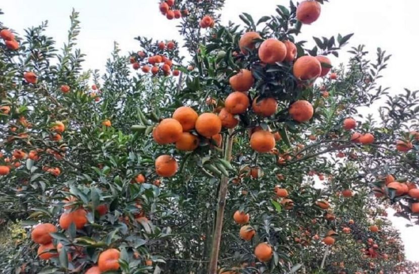 ঠাকুরগাঁওয়ে কমলার বাগান করে সাবলম্বী কৃষক জুয়েল