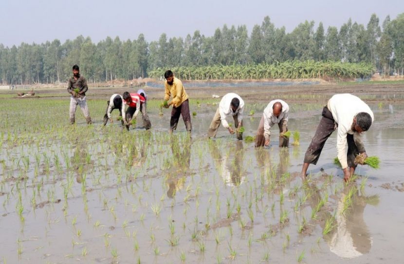বোরো ধান রোপণে ব্যস্ত কৃষক