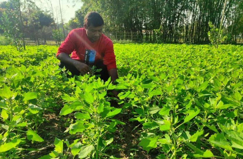 নীলফামারীতে আমেরিকার সুপারফুড ‘কিনোয়া’ চাষ