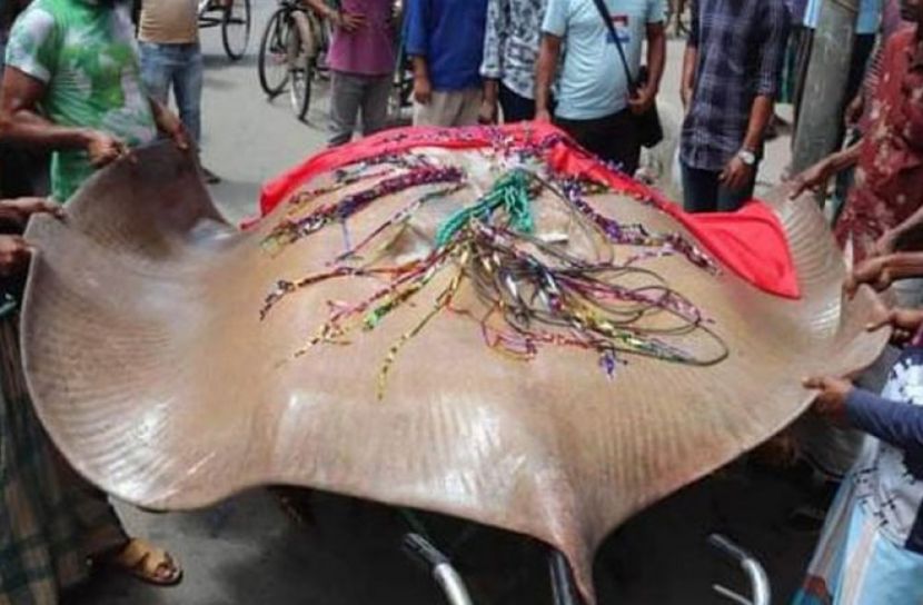 শাপলাপাতা মাছ  (ছবি: সংগৃহীত)