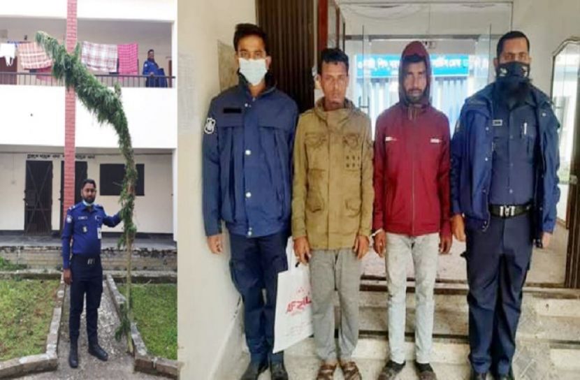 বোয়ালমারীতে গাঁজা গাছসহ আটক ২