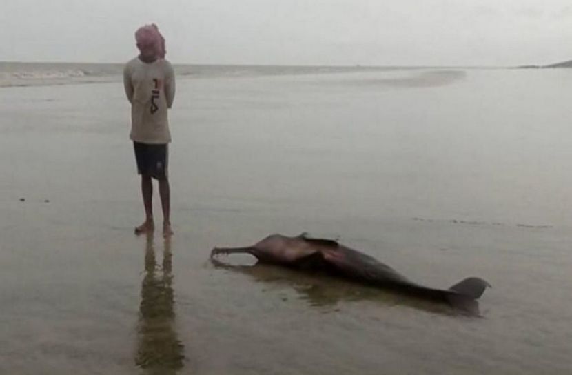 সৈকতে ভেসে এলো মৃত ডলফিন