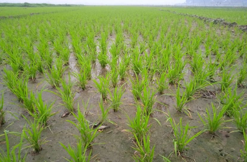 মুন্সীগঞ্জে বোরো আবাদে ব্যস্ত কৃষক 