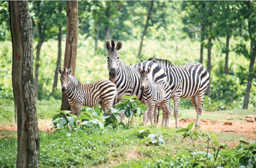 বঙ্গবন্ধু শেখ মুজিব সাফারি পার্কে জেব্রা (ছবি: সংগৃহীত)