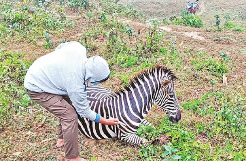 সাফারি পার্কে জেব্রা মারা যায়নি, হত্যা করা হয়েছে