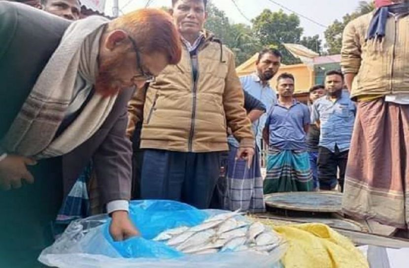 বোয়ালমারীতে ৬৫ কেজি জাটকা ও আফ্রিকান মাগুর জব্দ
