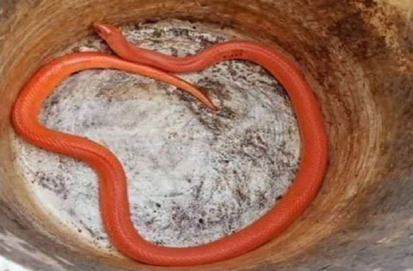 ছবি-সংগৃহিত
