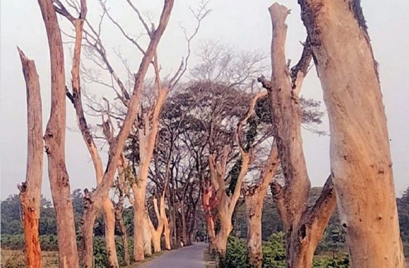 মরা গাছের সারি, তালা, সাতক্ষীরা।