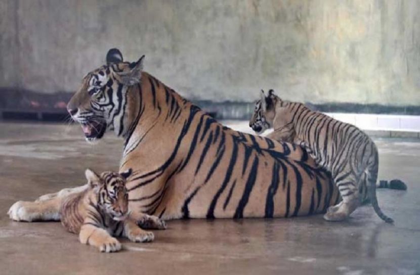 বাঘ দম্পতির ঘরে নতুন অতিথি