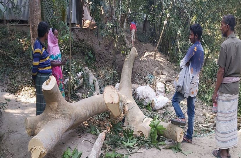 চরভদ্রাসনে গাছে চাপা পরে বৃদ্ধের মৃত্যু
