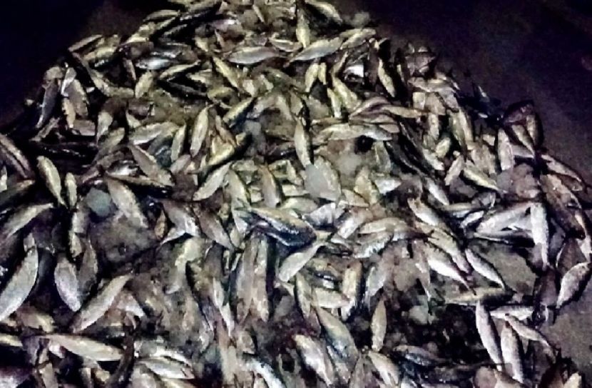 ছবি- সংগৃহিত
