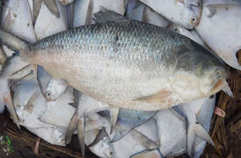 ভোলায় সর্বোচ্চ দামে  ইলিশ বিক্রি