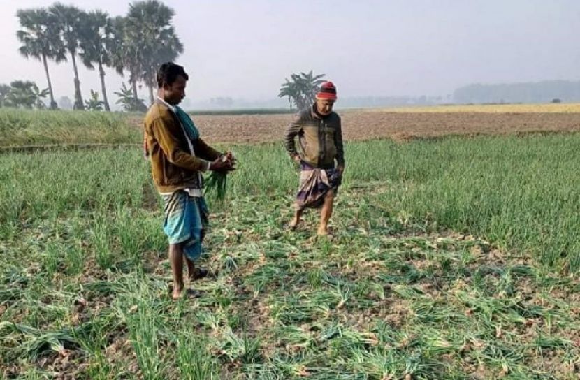 বোয়ালমারীতে সংখ্যালঘুর পেঁয়াজের চারা নষ্ট, দোকানে আগুন