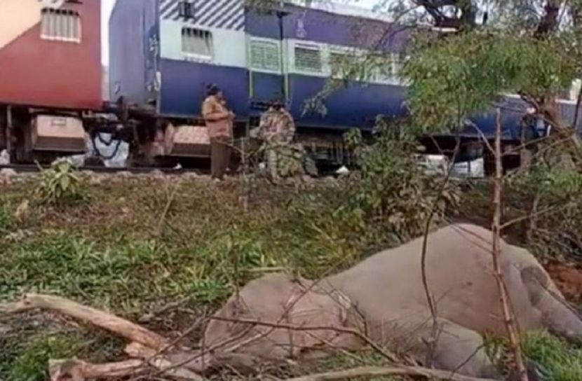 ট্রেনের ধাক্কায় হাতির মৃত্যু