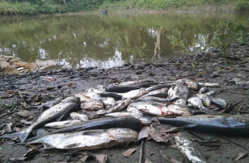 শিবচ‌রে পুকু‌রে বিষ প্রয়োগের অ‌ভি‌যোগ