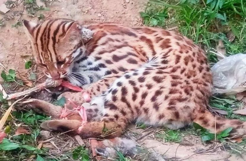 ভালুকায় বসতবাড়িতে মেছোবাঘ সদৃশ প্রাণি আটক