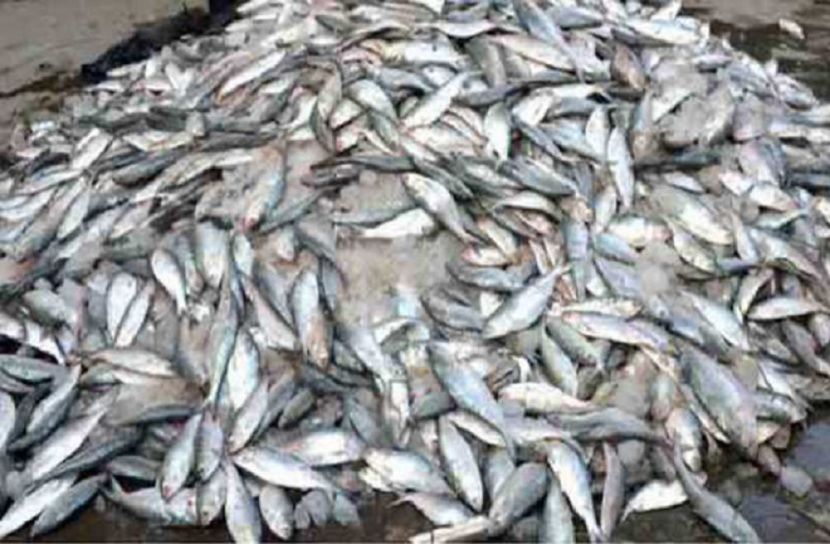বরিশালে ৫০ মণ জাটকা জব্দ