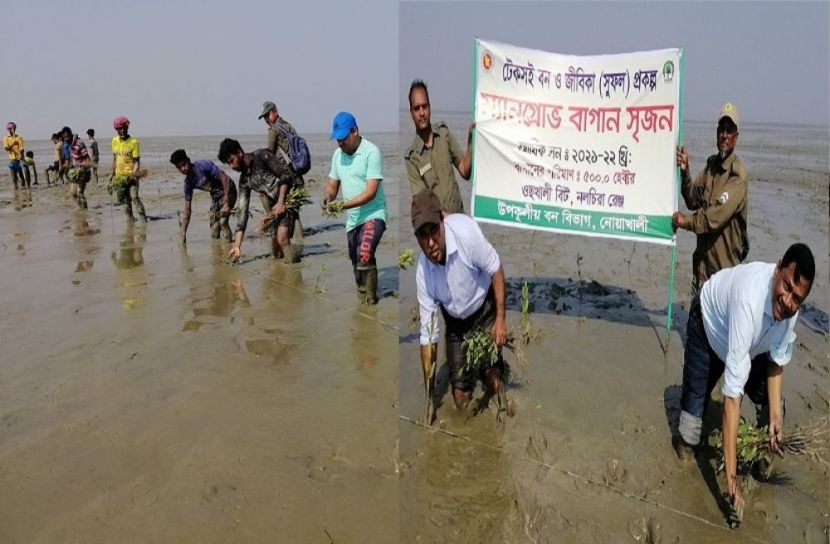  মেঘনার নতুন চরে সবুজ বেস্টনী সৃজনে ম্যানগ্রোভ চারা রোপন, নলচিরা, নোয়াখালী।