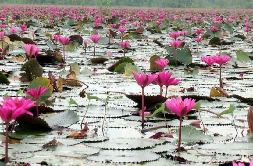 জাবিতে লাল শাপলা