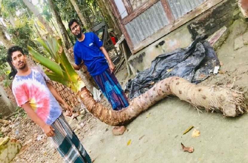 ছবি-সংগৃহিত